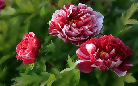 家裡養什麼花風水好，首選這幾款