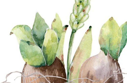 屬牛出生月命運詳解,生肖牛幾點出生最命苦