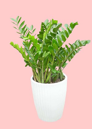 家裡種什麼樹風水好?這四種轉運樹了解一下!