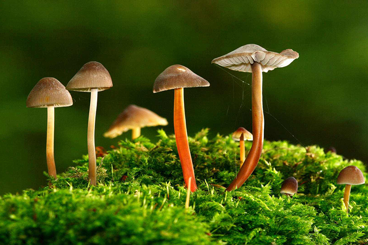 家裡放一物越放越破財 風水還需多注意