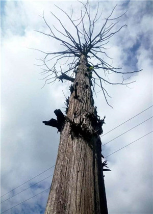 庭院有枯樹會導致家庭衰敗嗎？應該立即移除