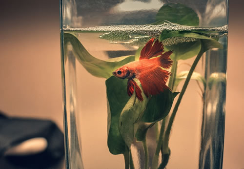 家居物品怎樣擺放符合風水之道?