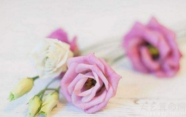 8月8日生日書  8月8日出生的人命運解析