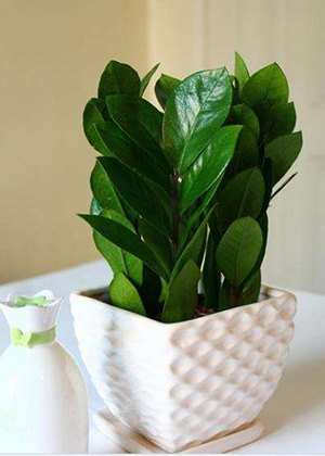 客廳養什麼植物風水好?這些綠植最受歡迎