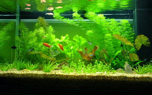 金魚缸擺放風水