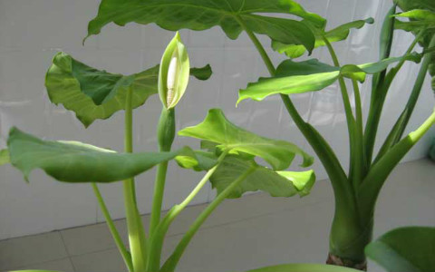 滴水觀音的風水作用,能幫助生旺桃花運