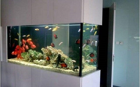 魚缸如何擋煞旺財運？講究的地方可不少