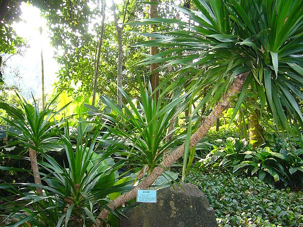 龍血樹的風水作用