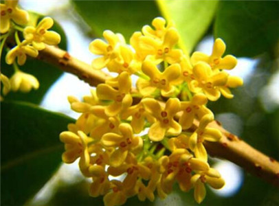 生財擋災的風水植物