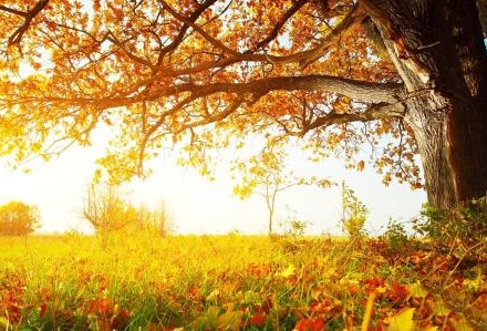 2019年生肖豬辦公室風水布置,2019年屬豬吉位在哪個方向？