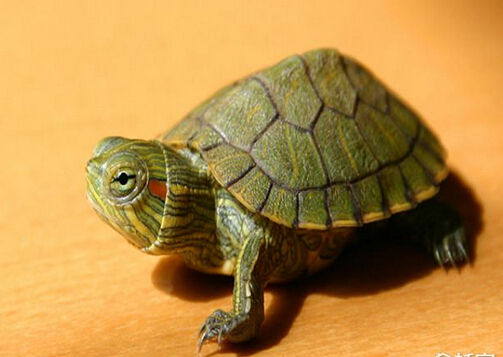 家居風水九大招，好運貴人盼得著