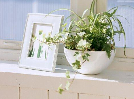 會帶來霉運的植物