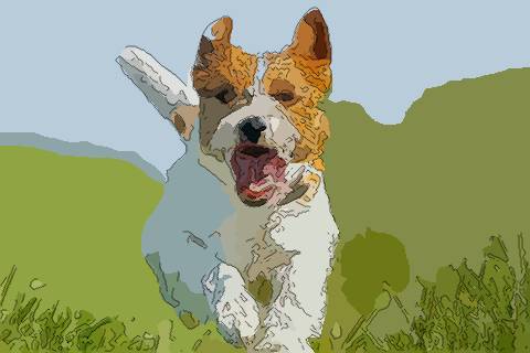 養寵物也會影響風水嗎 家裡適合養什麼寵物