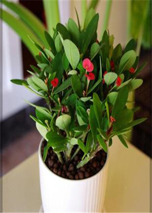 家中適合養什麼多肉植物?這五種植物美觀有效