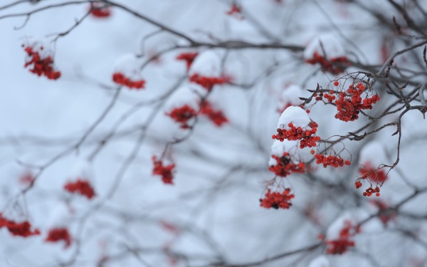太陽花的寓意和花語是什麼 光明以及沉默的愛