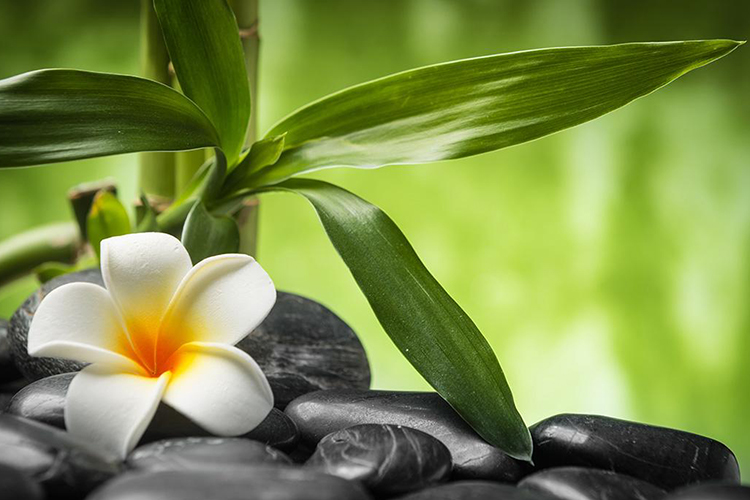 富貴竹養幾支最吉利 招財進寶好選擇