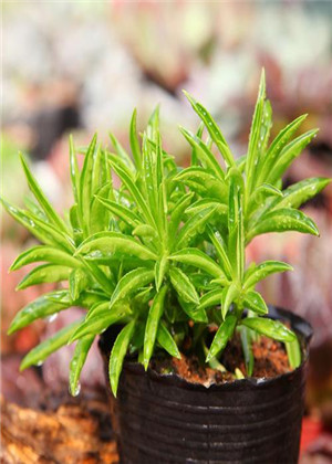 家中適合養什麼多肉植物?這五種植物美觀有效