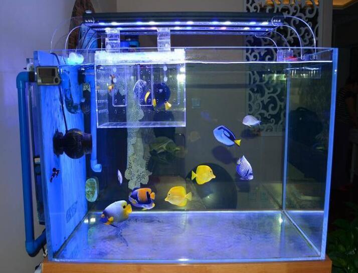 風水魚哪種好 家中養什麼魚可以改善風水