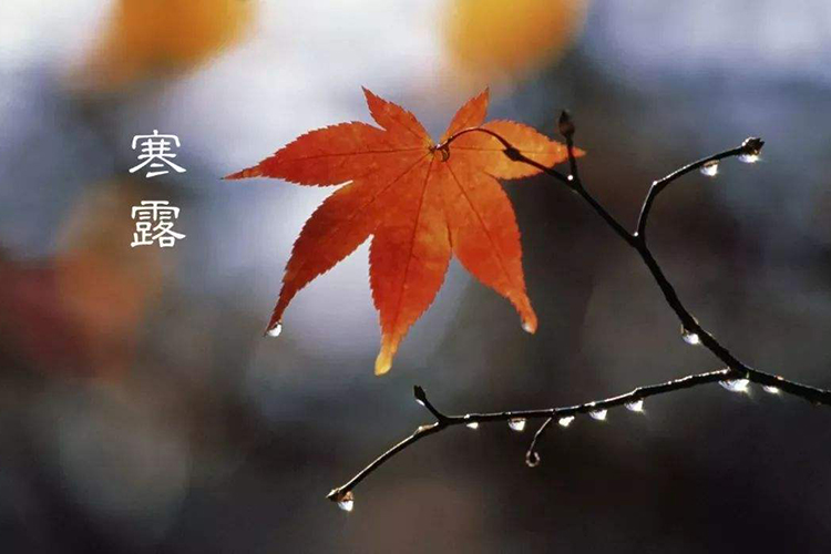 寒露的民間風俗有哪些 秋季結束的標志