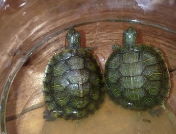 家庭養龜的風水