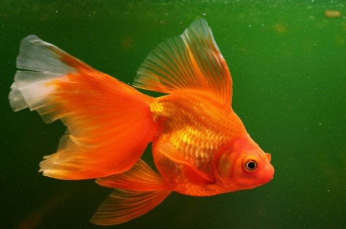 辦公室養三條魚的風水好嗎?金魚怎麼選擇?