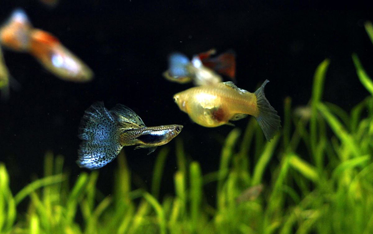 風水魚養幾條好 隨便亂養反而有傷害