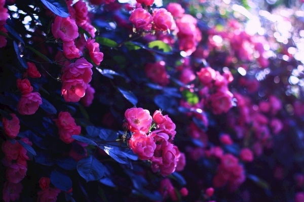 薔薇和玫瑰的花語各是什麼 關於愛情的花卉