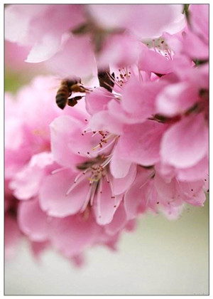 桃花劫是什麼意思?一種不好的桃花運