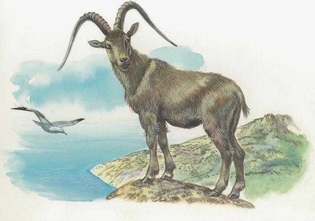 屬羊的人一生運程 生肖羊的命運怎麼樣