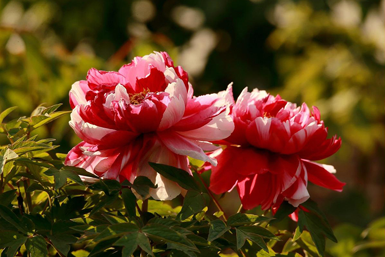 風水中的穿心煞是什麼 較為凶險的格局