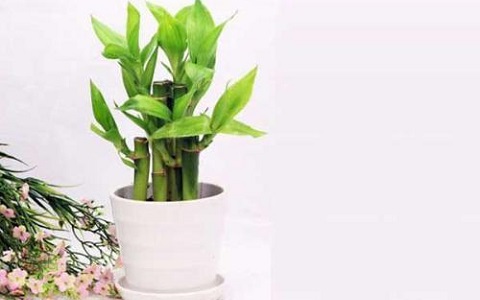 求職、考試的人如何提高文昌運？從小方面做起