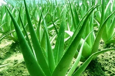 辦公室植物擺放風水宜忌