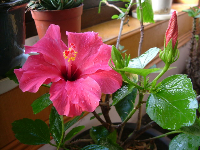 扶桑花影響室內風水嗎