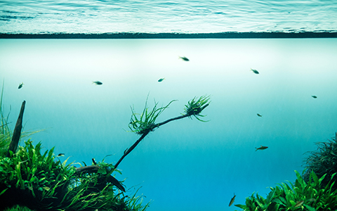 魚缸放在家裡的哪個位置比較好？3個方面要注意