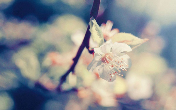 屬牛人出生時的命運怎麼樣 晚上一到三點出生最好