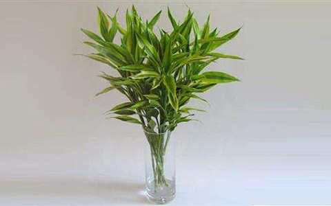 家裡種什麼樹風水好?這四種轉運樹了解一下!