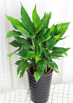 陽颱風水三宜六忌，這些宜忌你知道嗎？