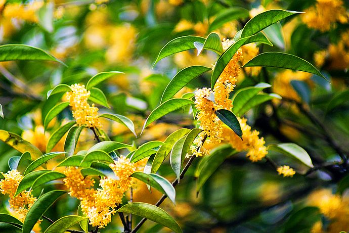 辦公室擺放什麼植物對風水比較好？