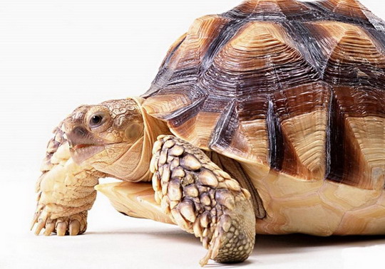 能夠催旺桃花運的吉祥物有哪些？