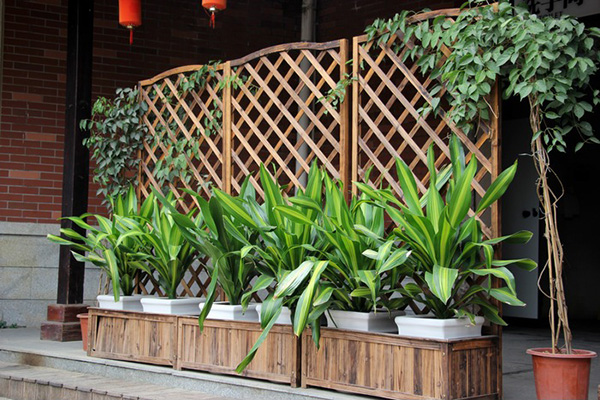 相生相剋：如何用植物屏風化解煞氣？