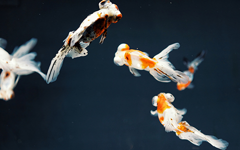 魚缸放在家裡的哪個位置比較好？3個方面要注意