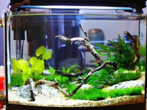 辦公室必要放魚缸的話該注意哪些風水內容