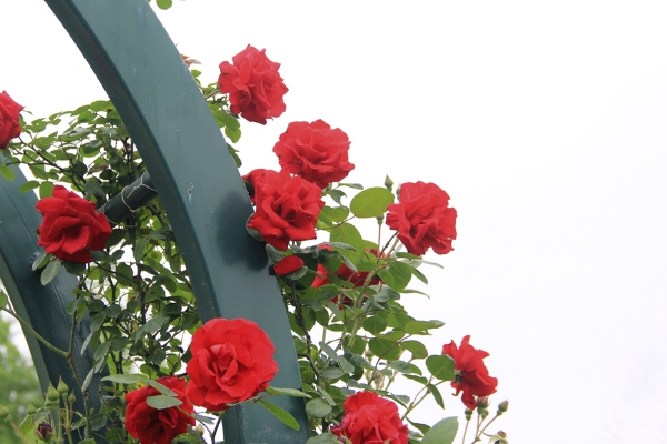 11朵紅玫瑰花花語 一生一世的愛意