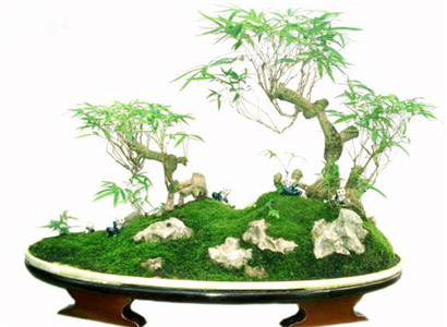 生財擋災的風水植物