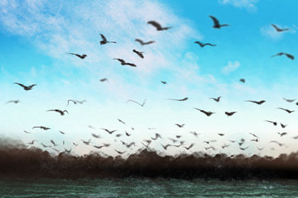 卧室放富貴竹好嗎？寓富貴吉祥之意