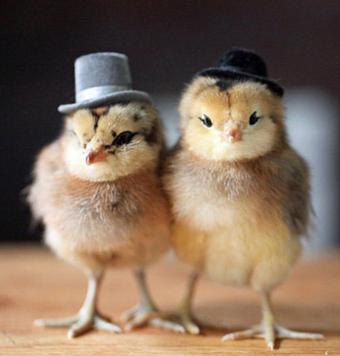 雞人辦公室風水