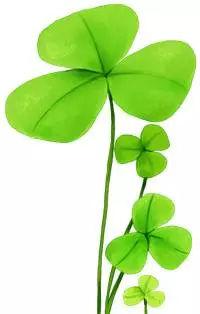 家居中金錢樹的擺放注意事項，全注意了好運就來了！