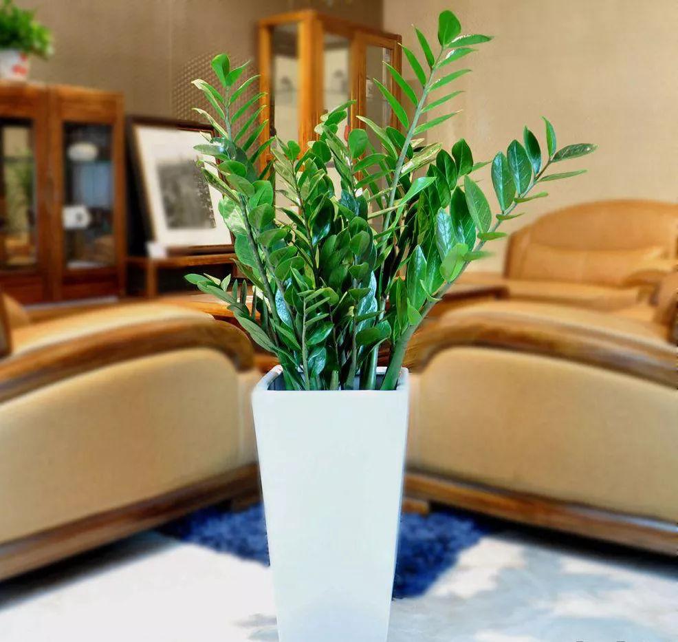 家居中金錢樹的擺放注意事項，全注意了好運就來了！