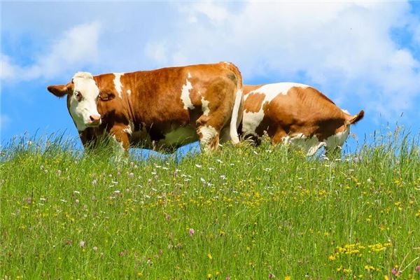 73牛在2021年運程