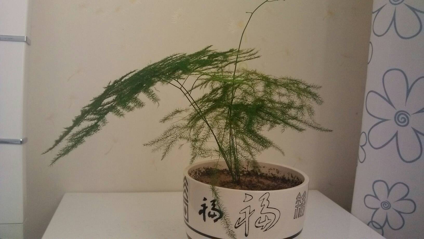 辦公室養文竹的風水好嗎？怎麼擺放的風水好？